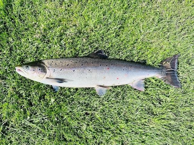 Salmon là loại cá gì?